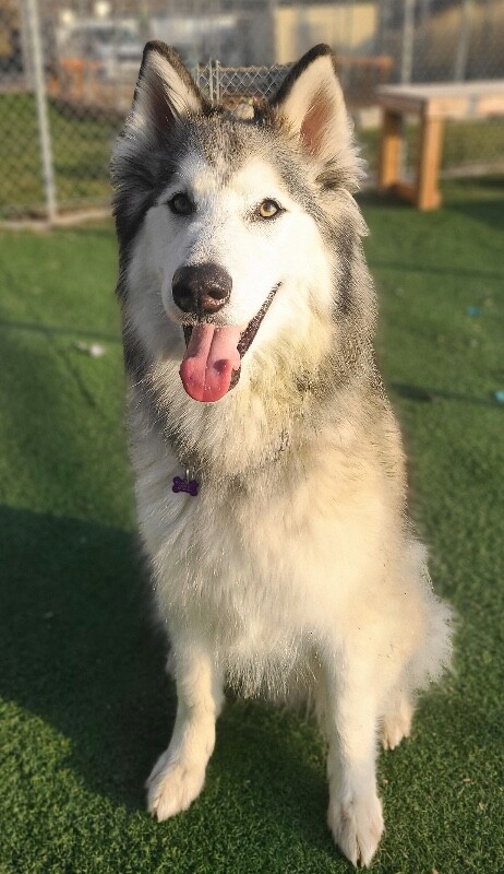 Picture of the Animal Listed