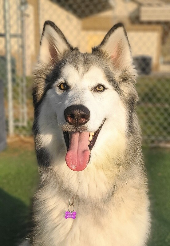 Picture of the Animal Listed