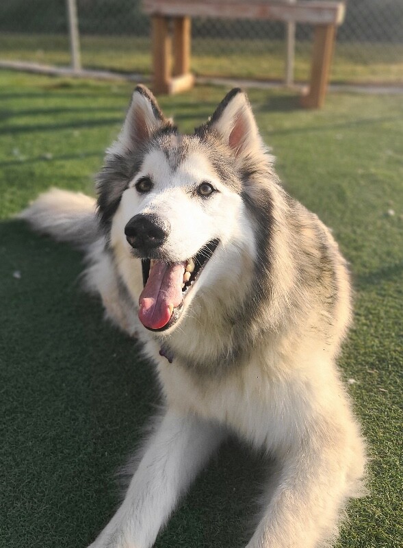 Picture of the Animal Listed