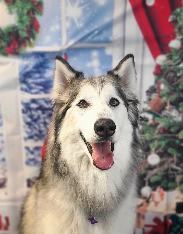 Picture of the Animal Listed