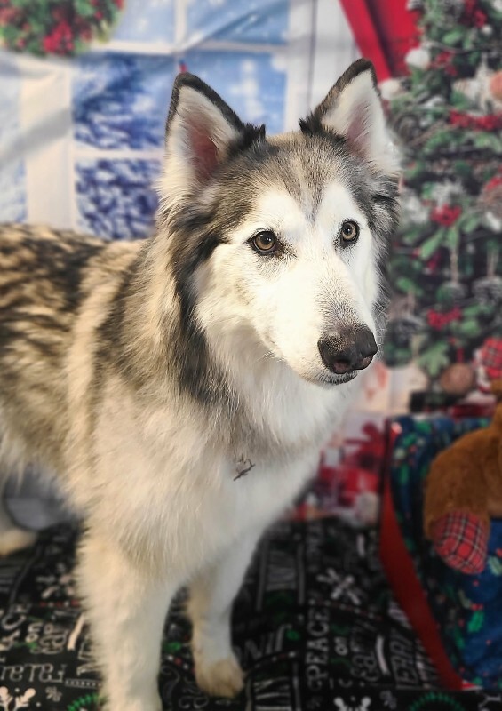 Picture of the Animal Listed