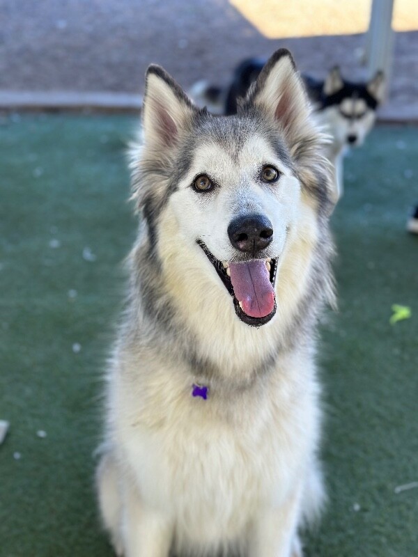 Picture of the Animal Listed