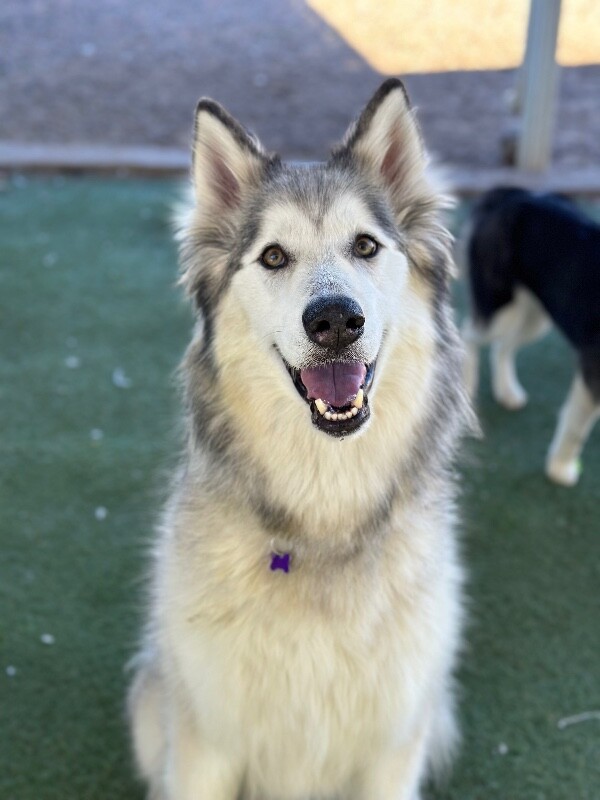 Picture of the Animal Listed