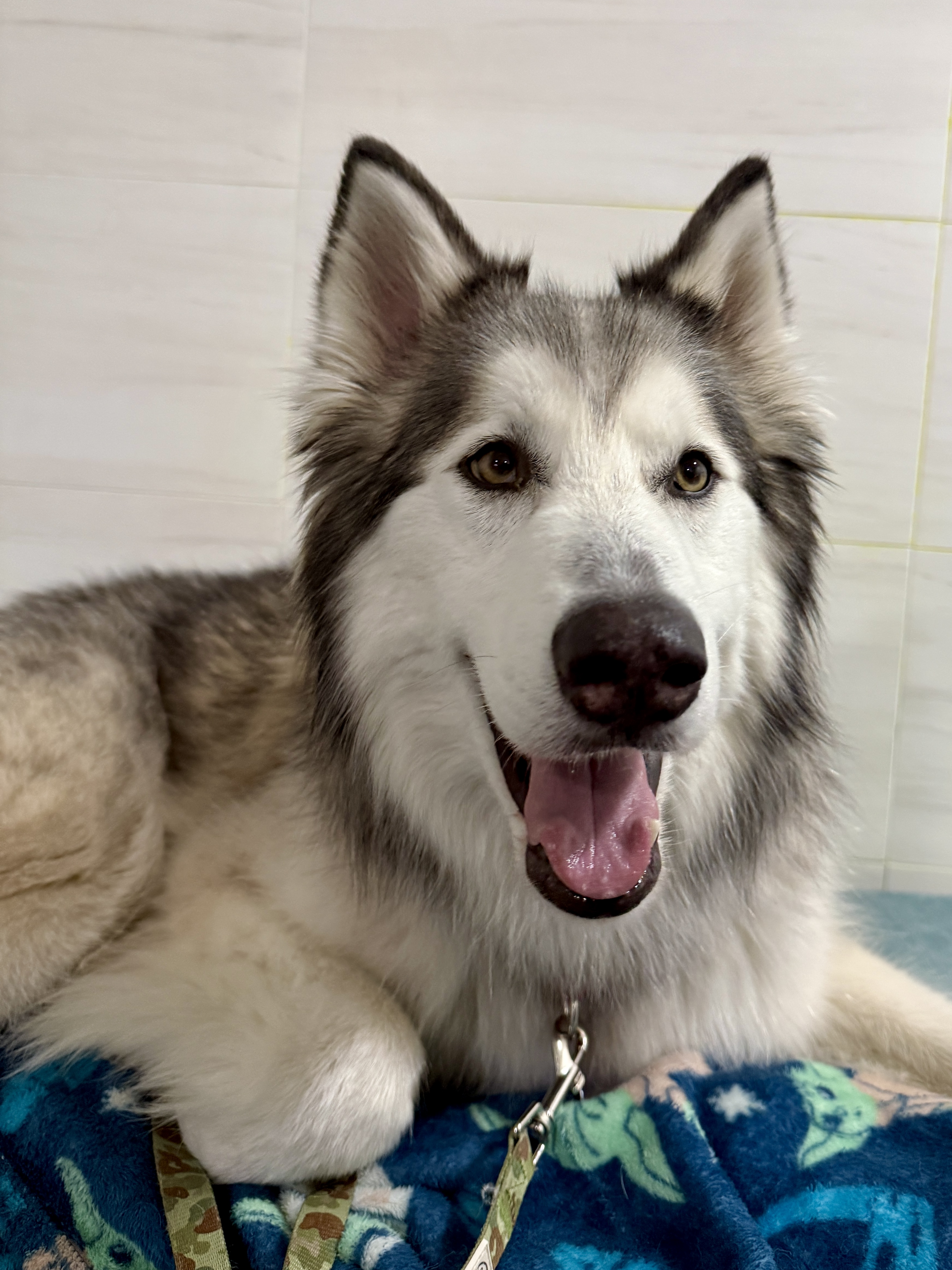 Picture of the Animal Listed