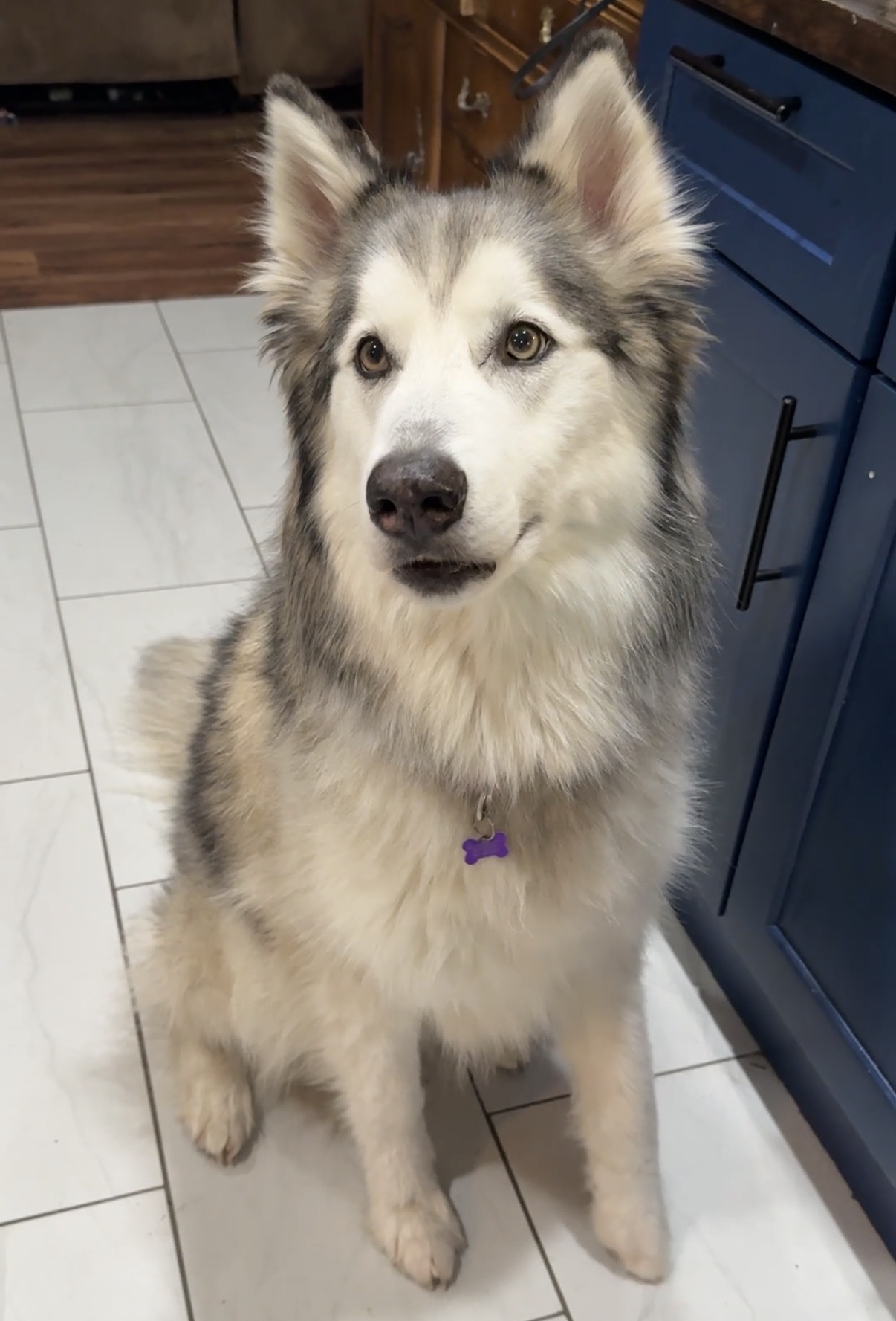 Picture of the Animal Listed