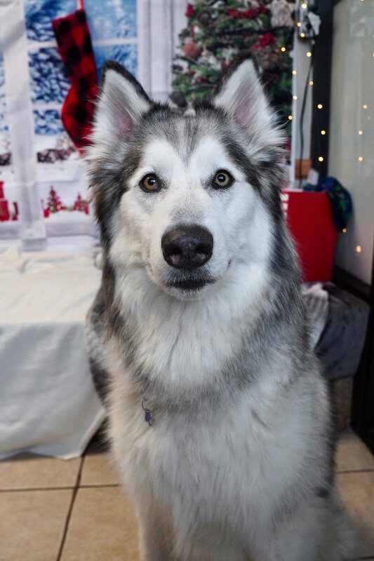 Picture of the Animal Listed