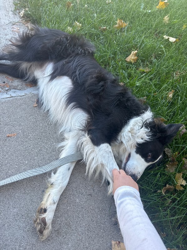 Picture of the Animal Listed