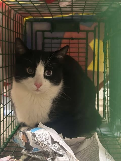 Picture of the Animal Listed