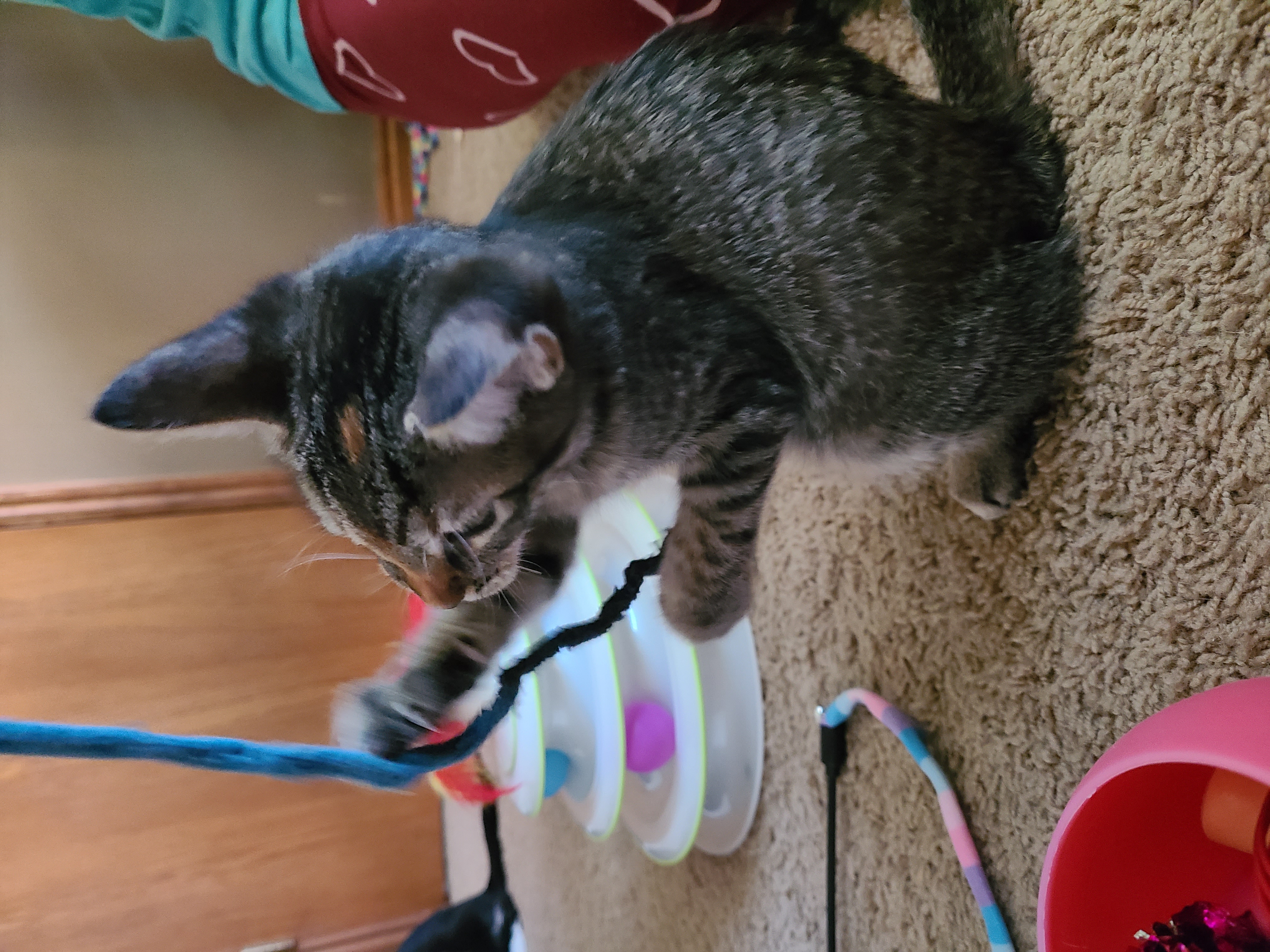 Picture of the Animal Listed