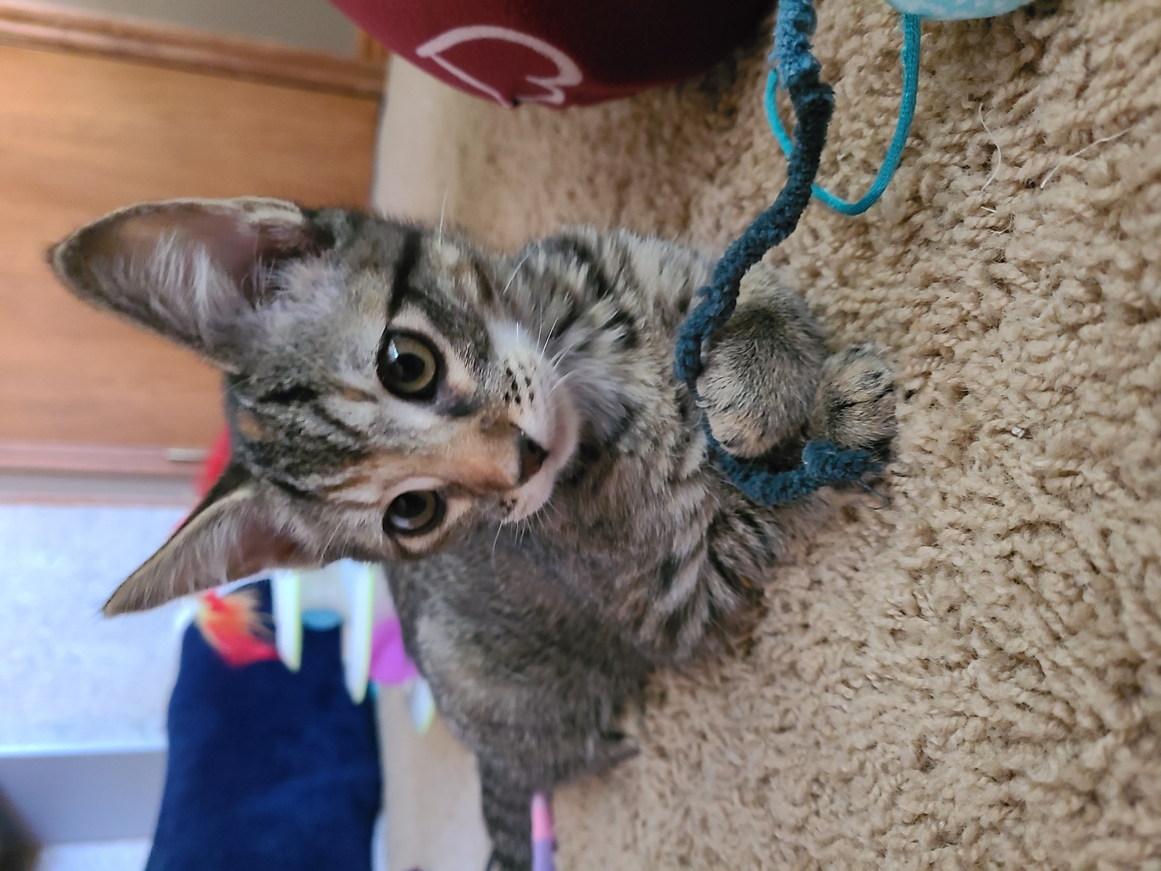 Picture of the Animal Listed