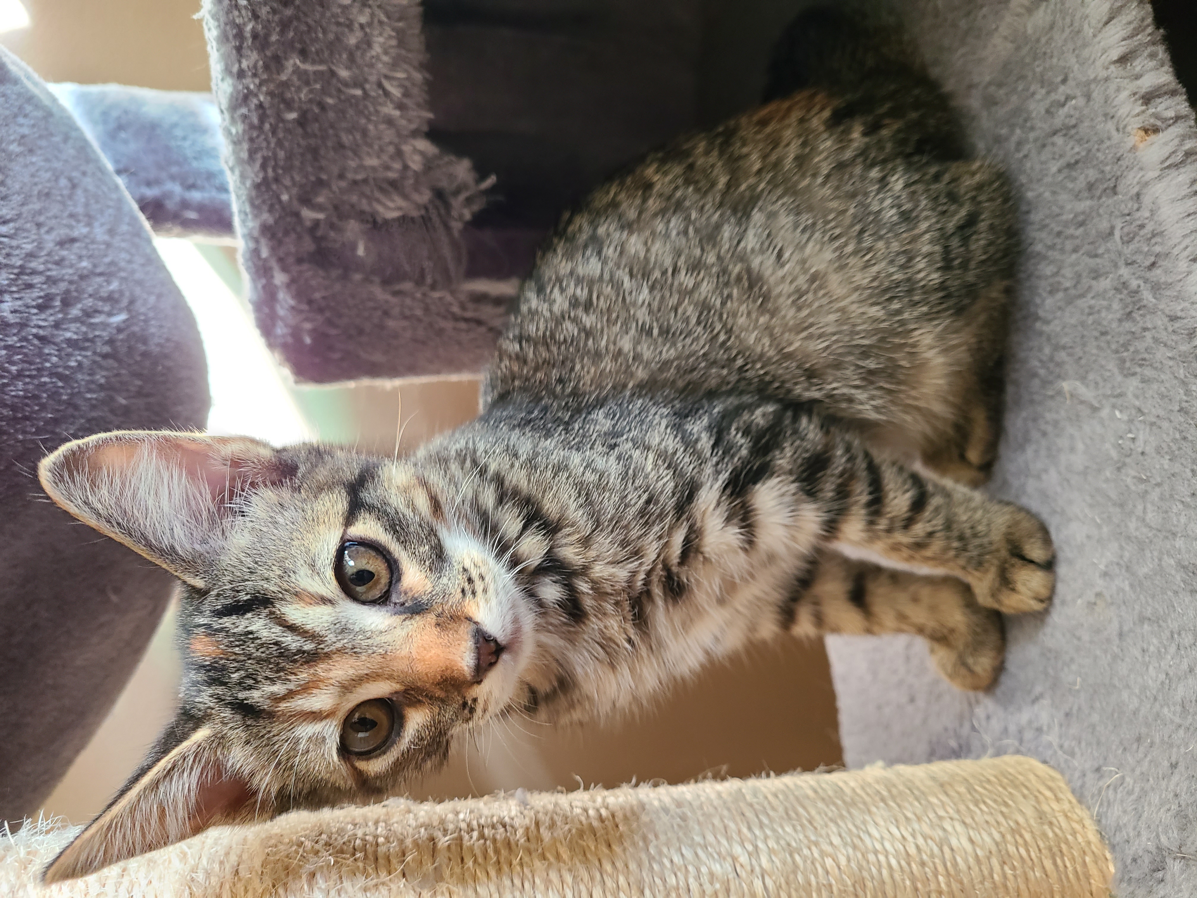 Picture of the Animal Listed