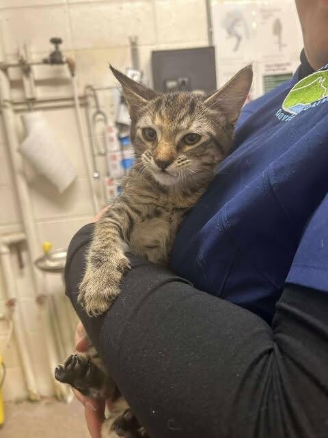 Picture of the Animal Listed