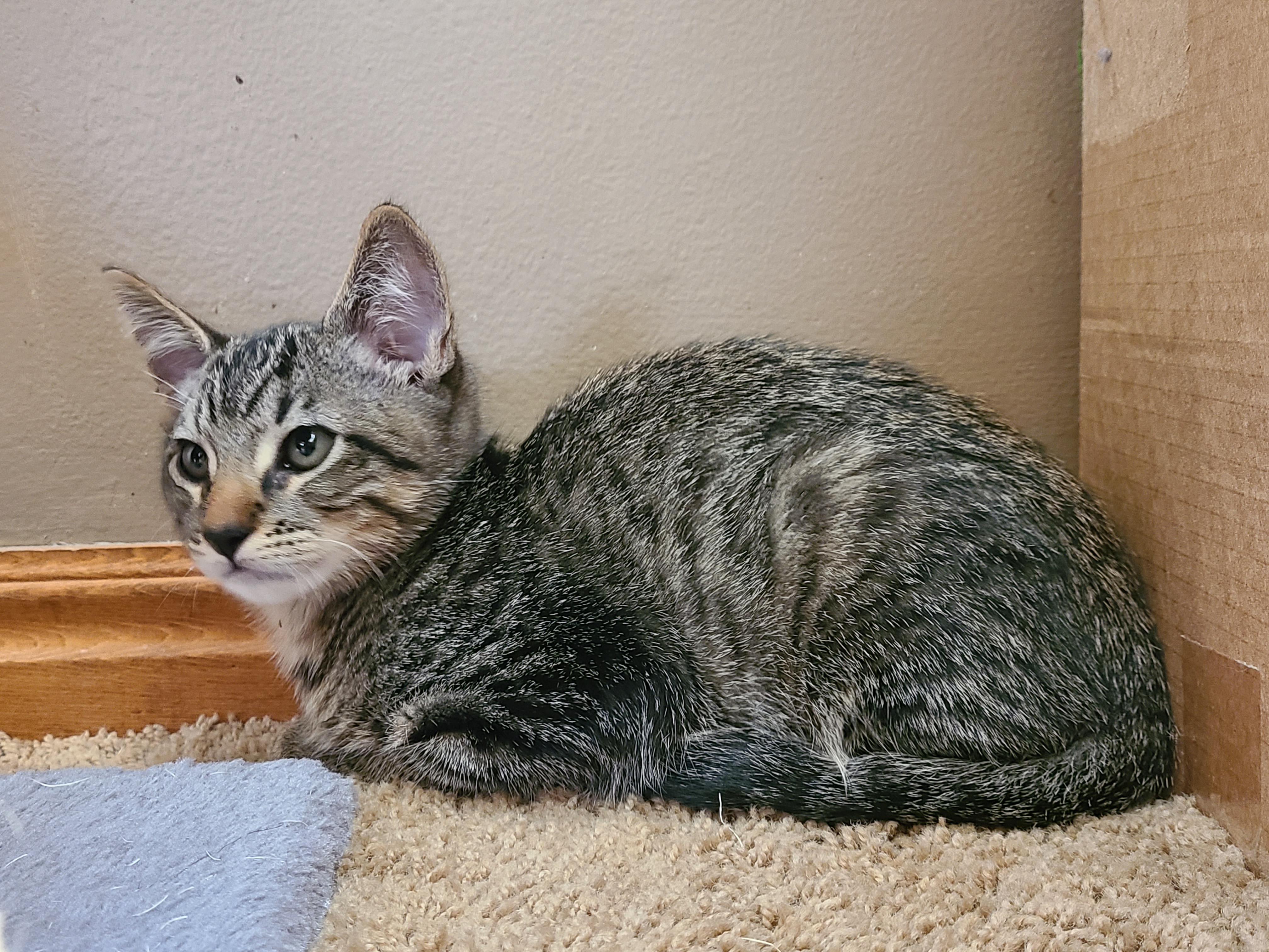 Picture of the Animal Listed