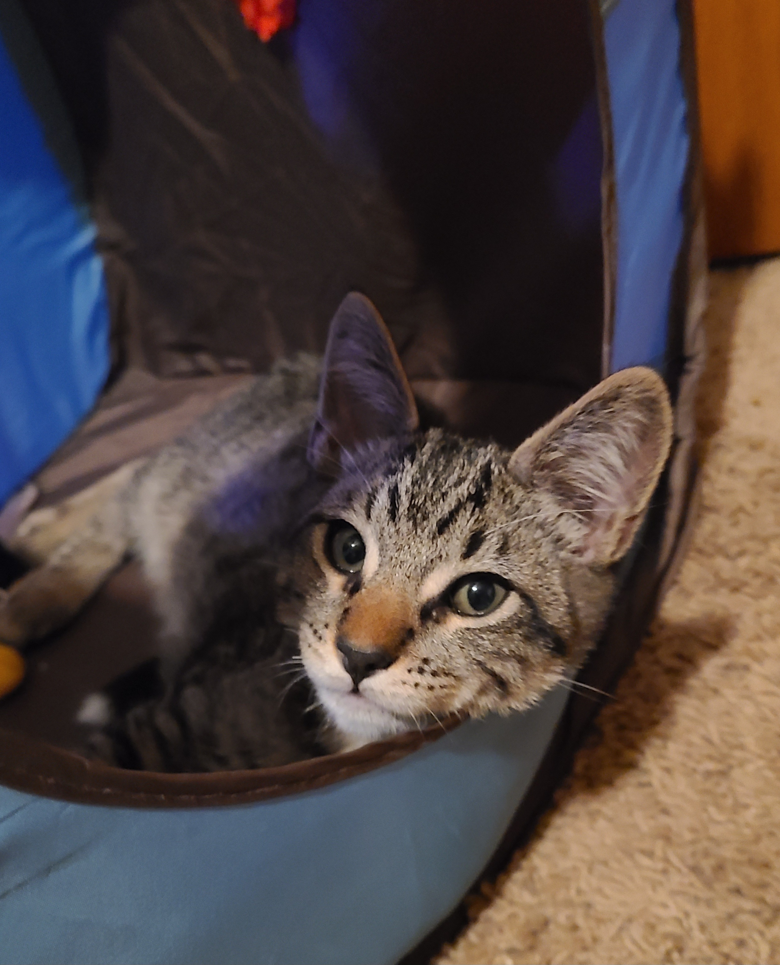 Picture of the Animal Listed