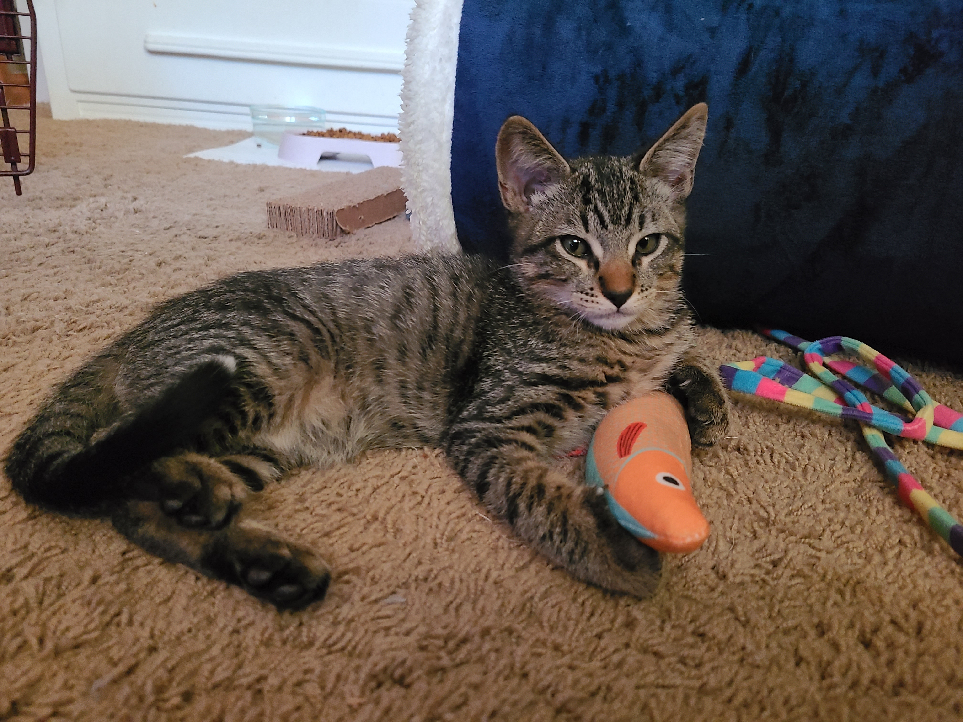 Picture of the Animal Listed