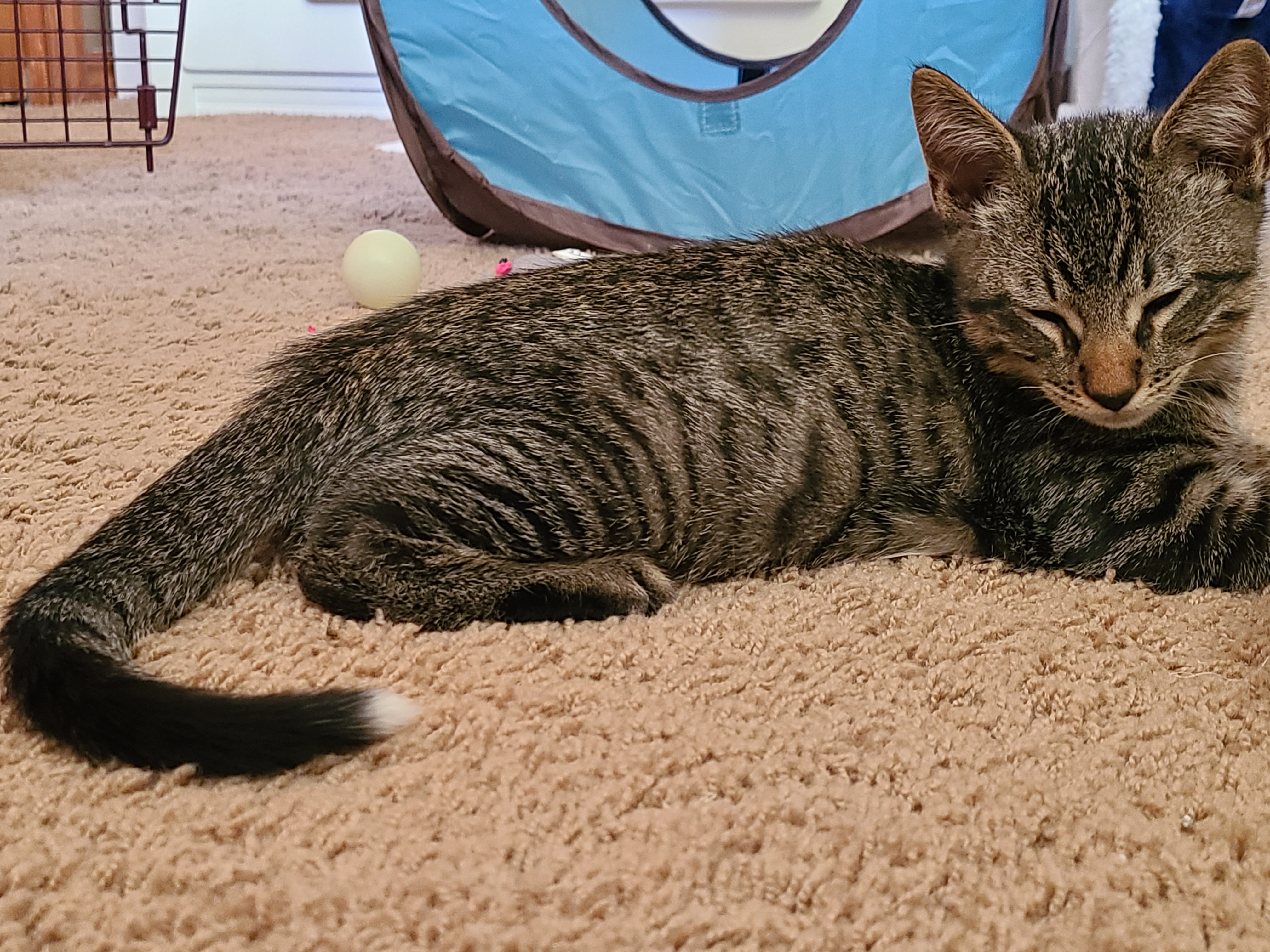 Picture of the Animal Listed