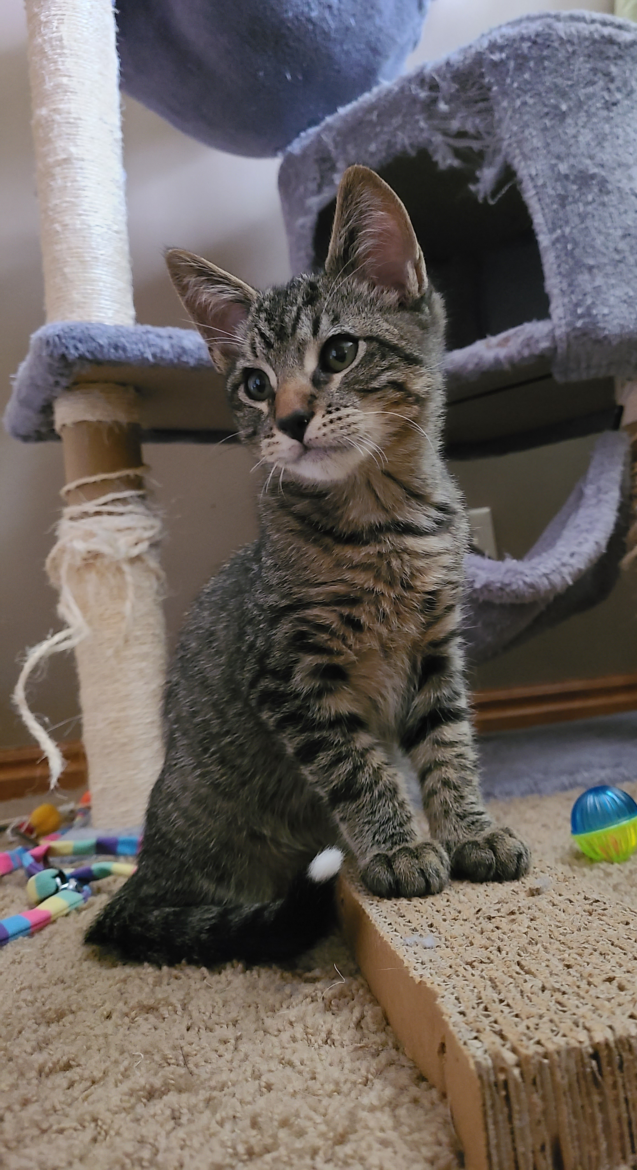 Picture of the Animal Listed