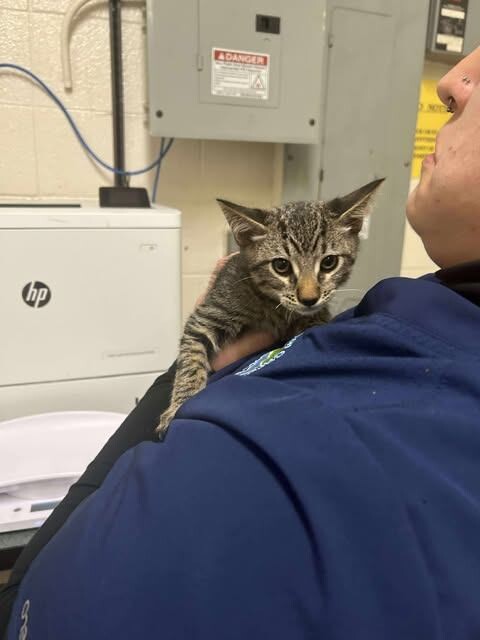 Picture of the Animal Listed