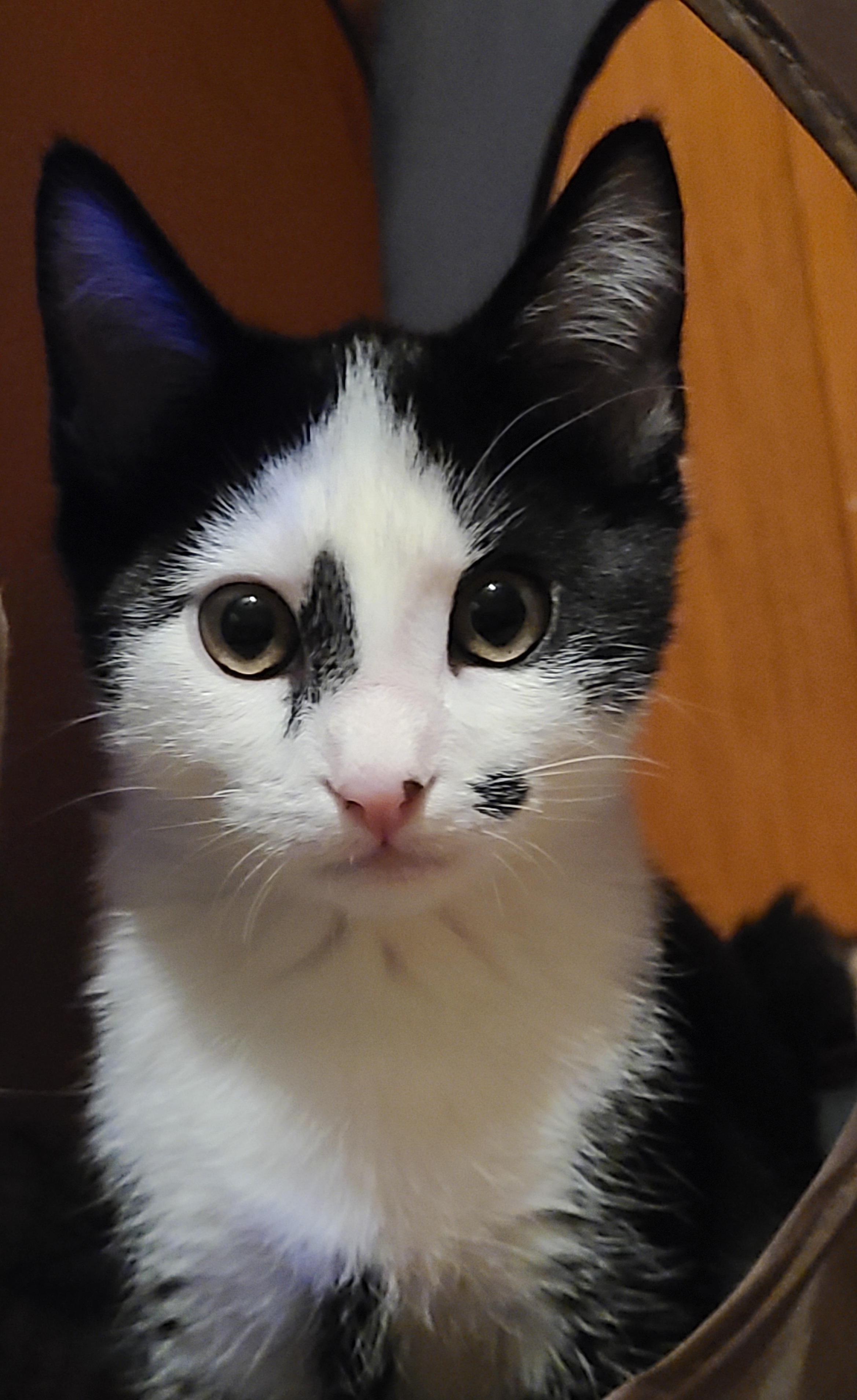 Picture of the Animal Listed