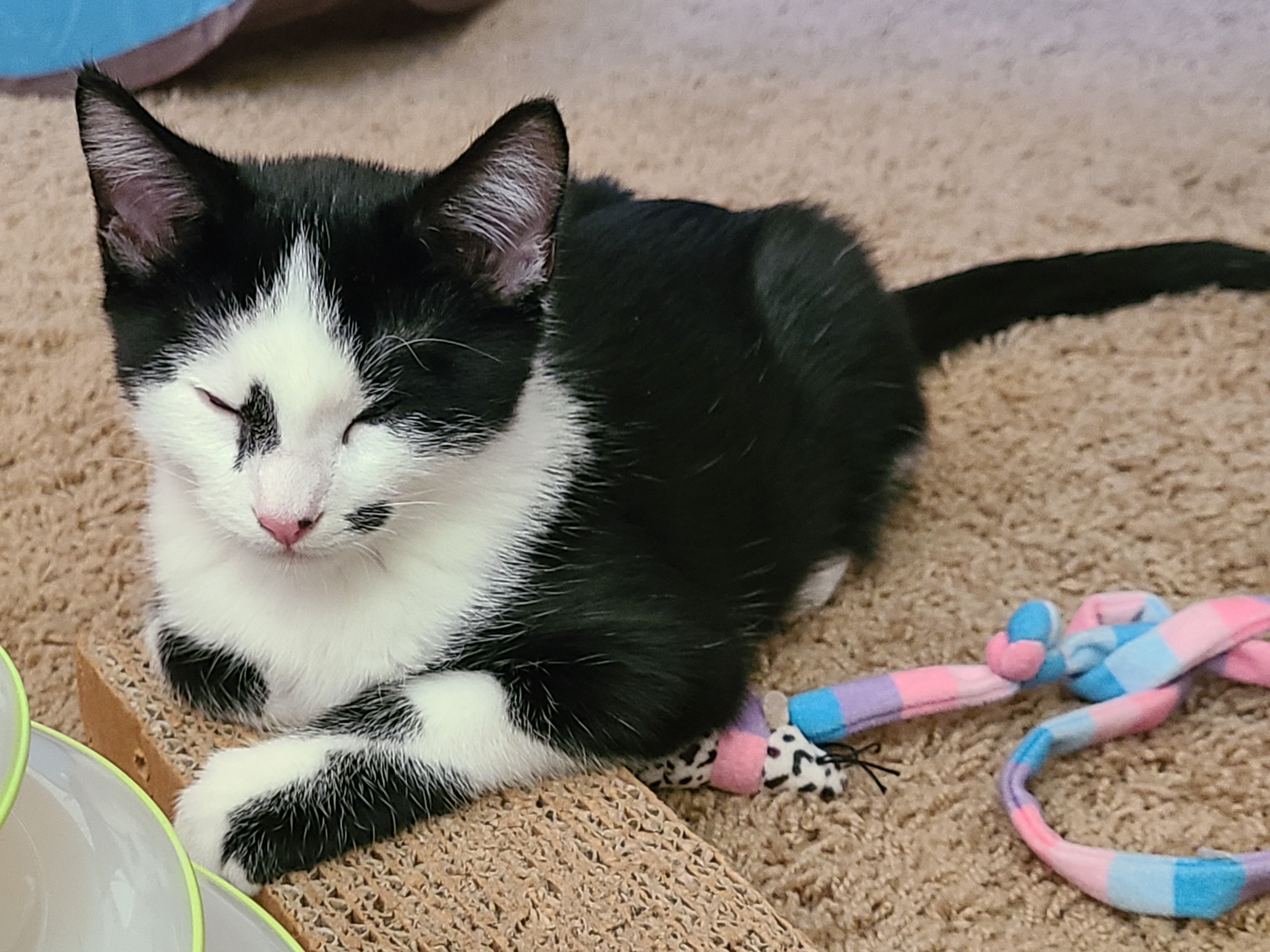 Picture of the Animal Listed