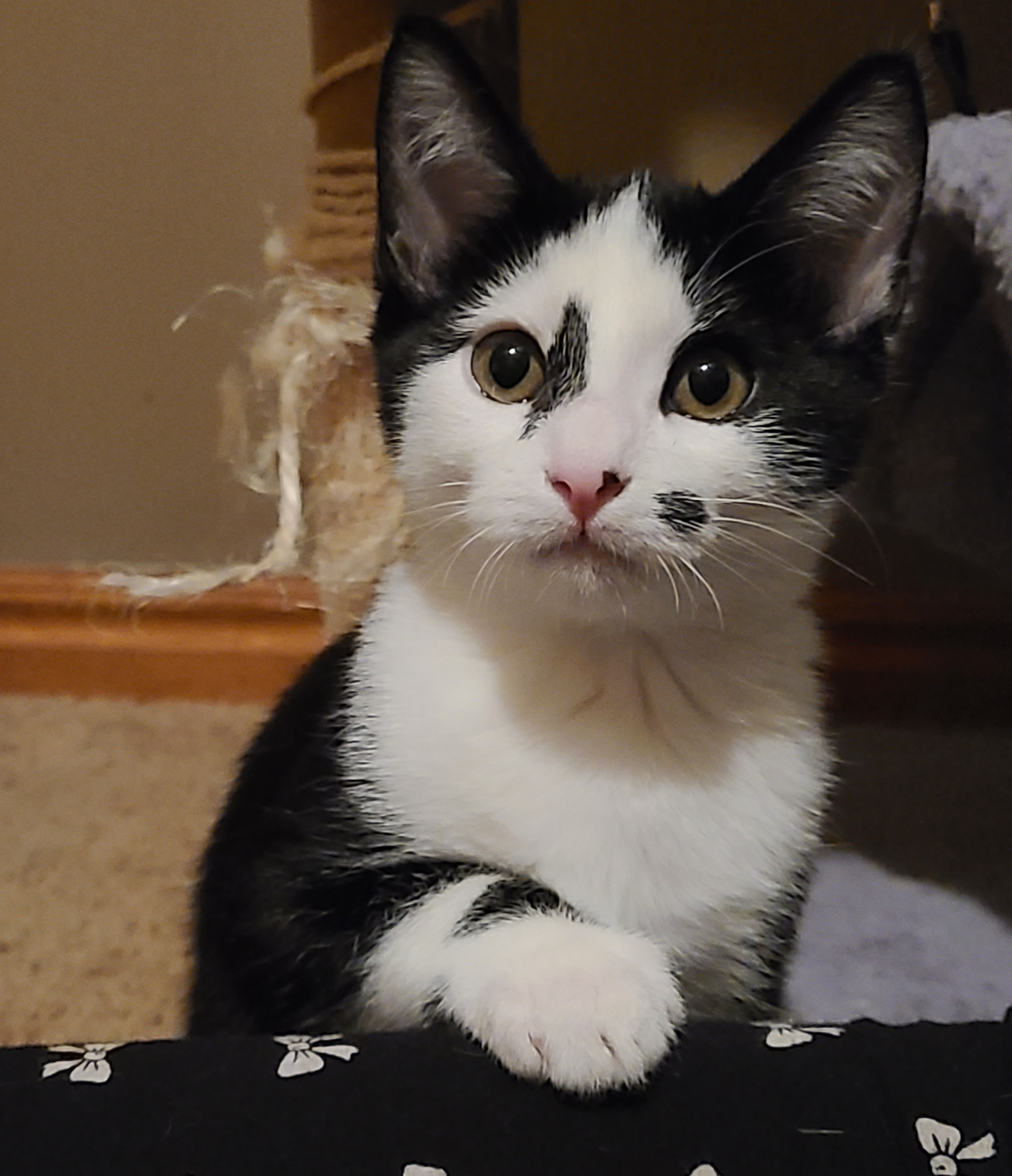 Picture of the Animal Listed