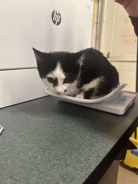 Picture of the Animal Listed