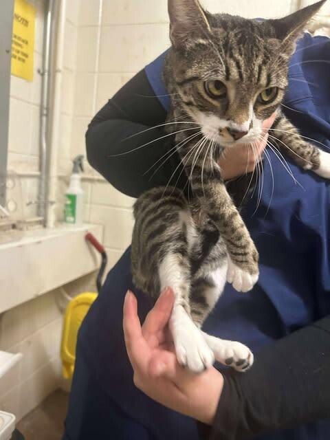 Picture of the Animal Listed