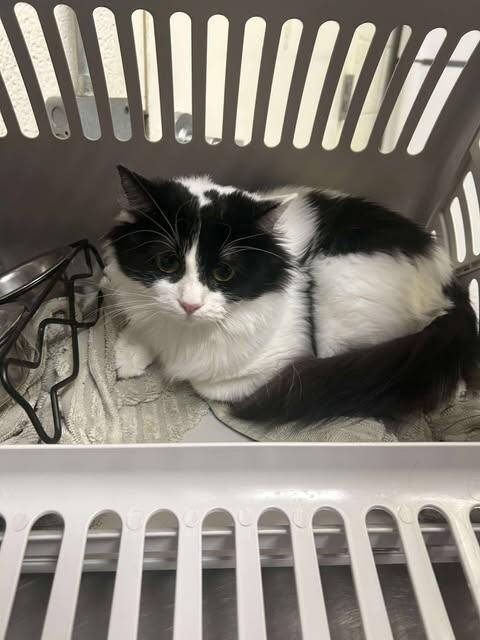 Picture of the Animal Listed