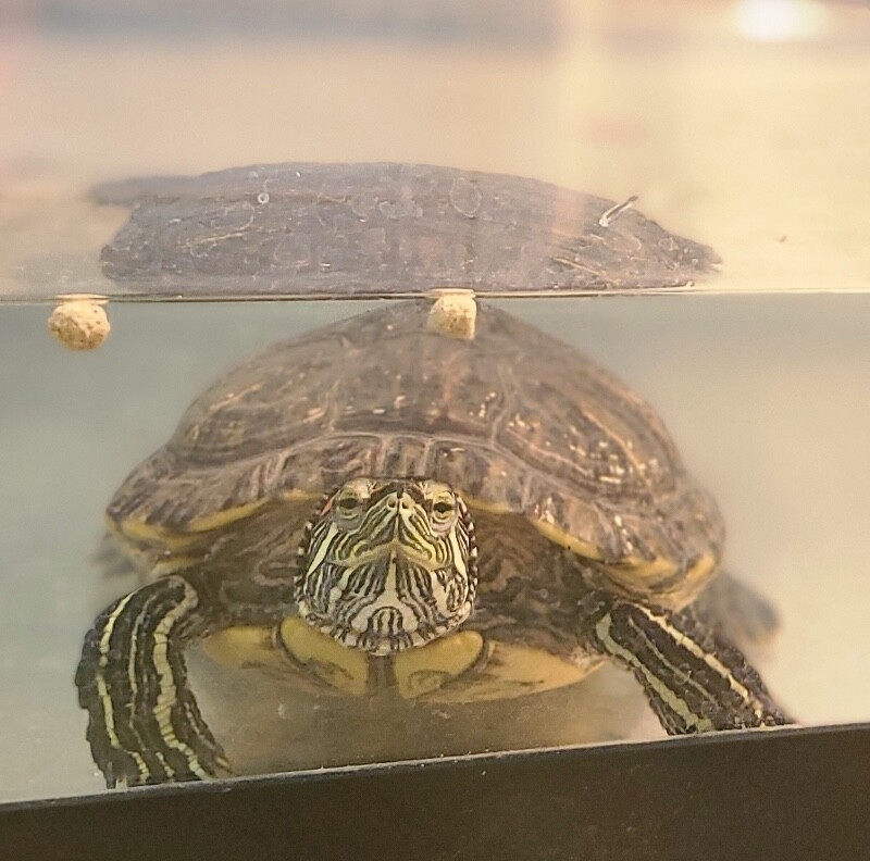 Picture of the Animal Listed