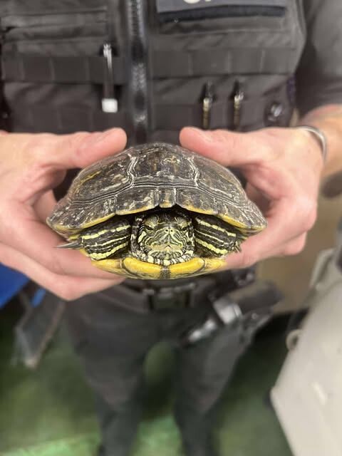 Picture of the Animal Listed