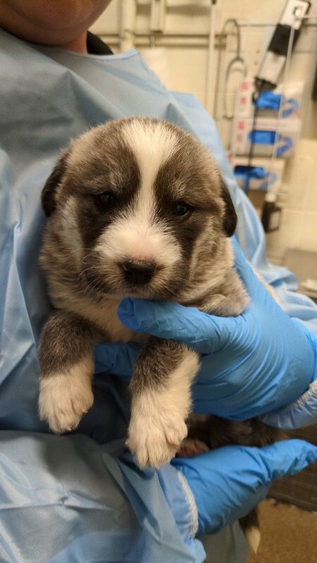 Picture of the Animal Listed