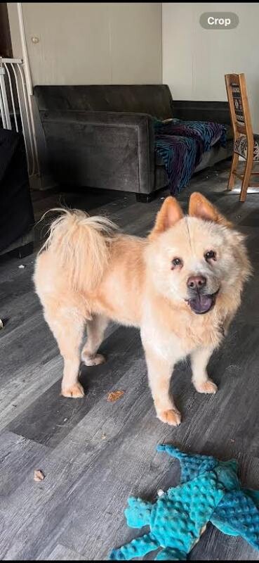 Picture of the Animal Listed