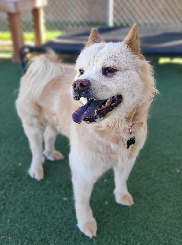 Picture of the Animal Listed