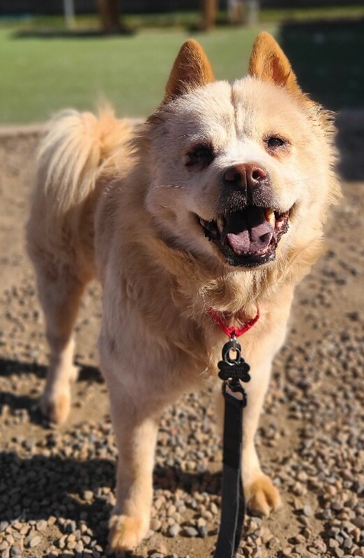 Picture of the Animal Listed