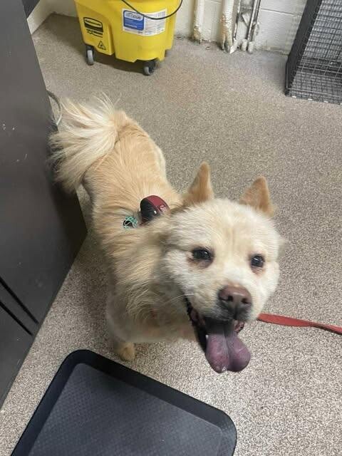 Picture of the Animal Listed