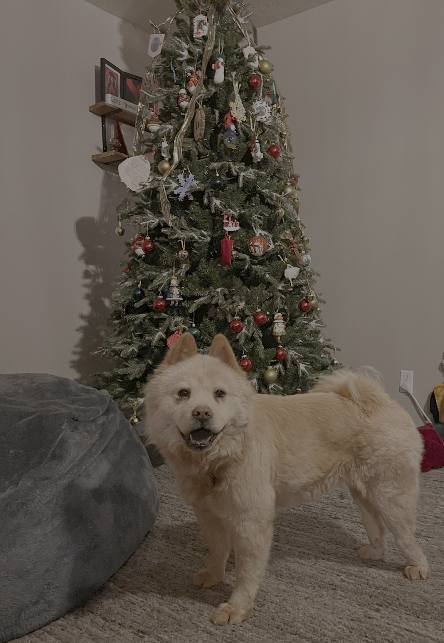 Picture of the Animal Listed