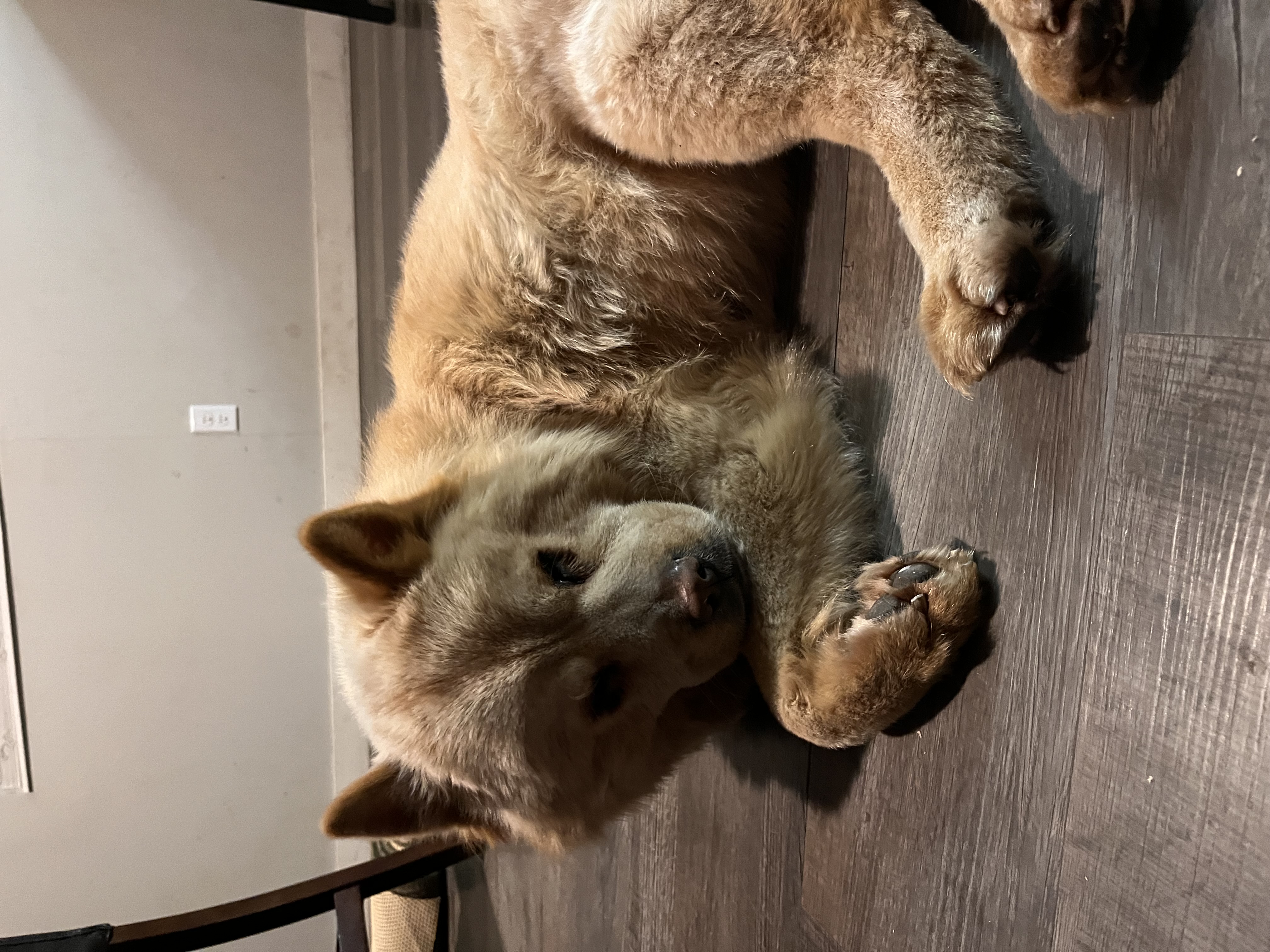 Picture of the Animal Listed