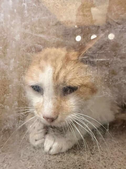 Picture of the Animal Listed