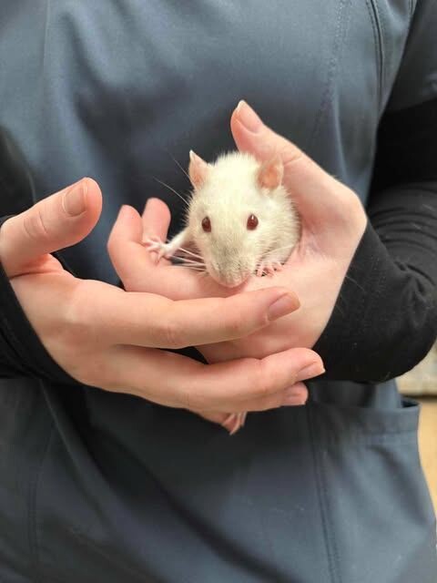 Picture of the Animal Listed