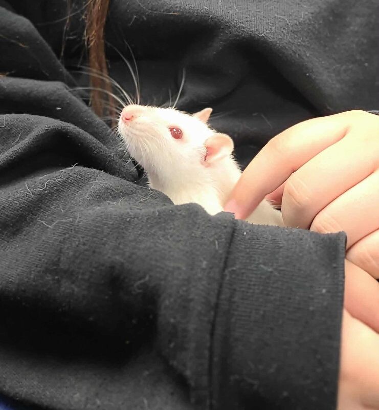 Picture of the Animal Listed