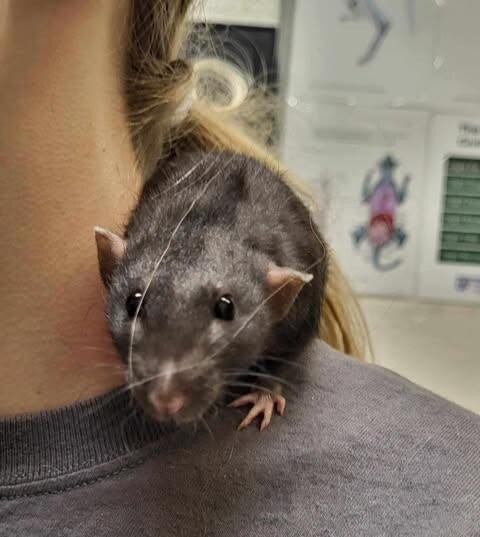 Picture of the Animal Listed