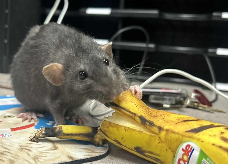 Picture of the Animal Listed