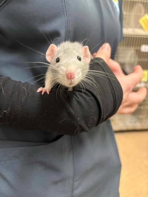 Picture of the Animal Listed