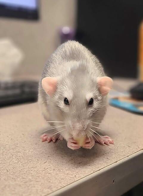 Picture of the Animal Listed