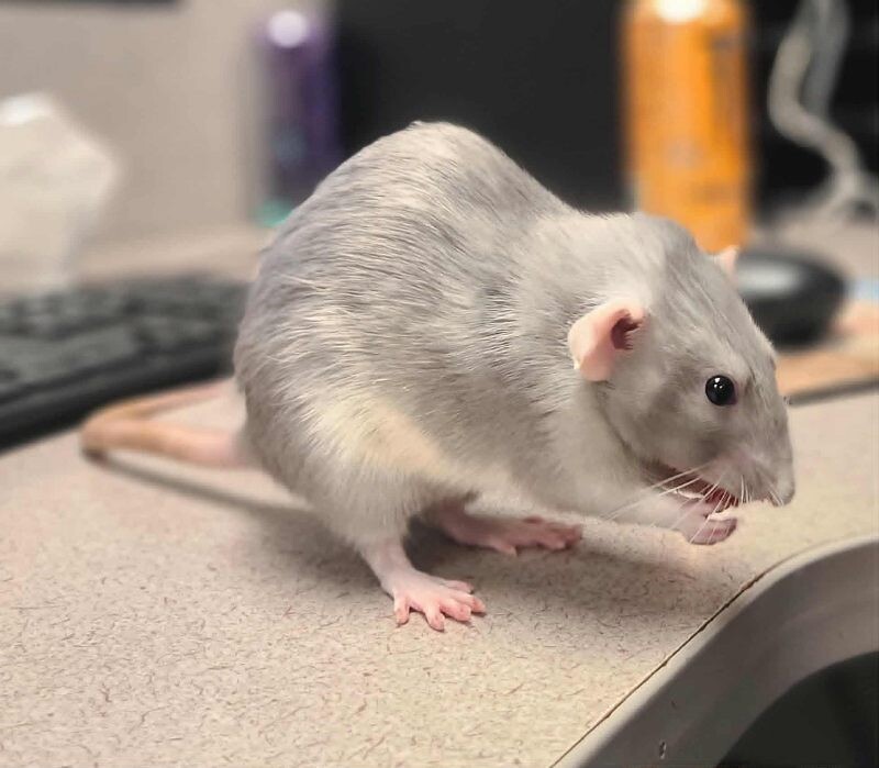 Picture of the Animal Listed