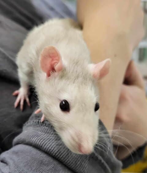 Picture of the Animal Listed