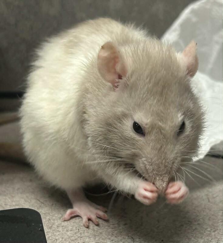 Picture of the Animal Listed