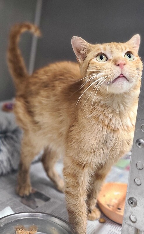 Picture of the Animal Listed