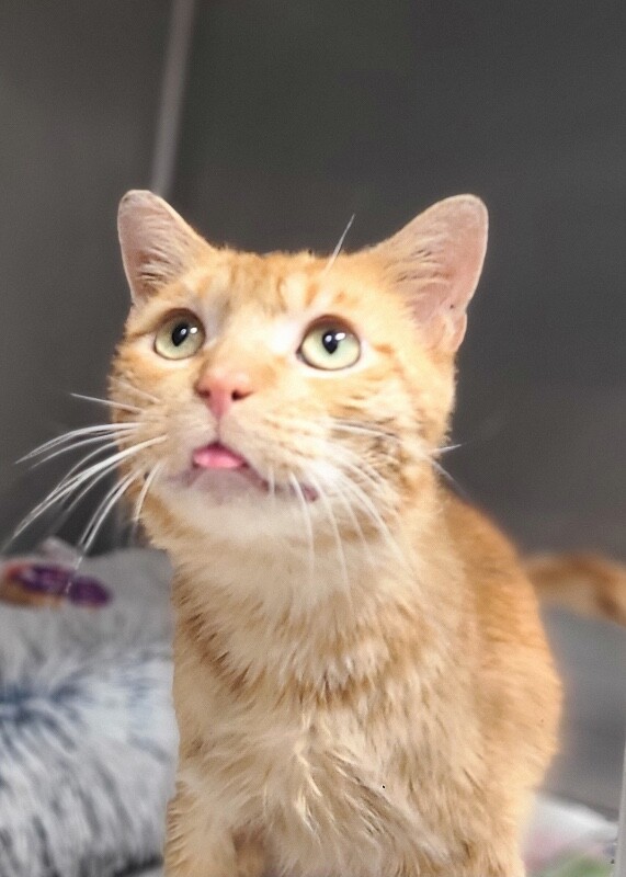 Picture of the Animal Listed