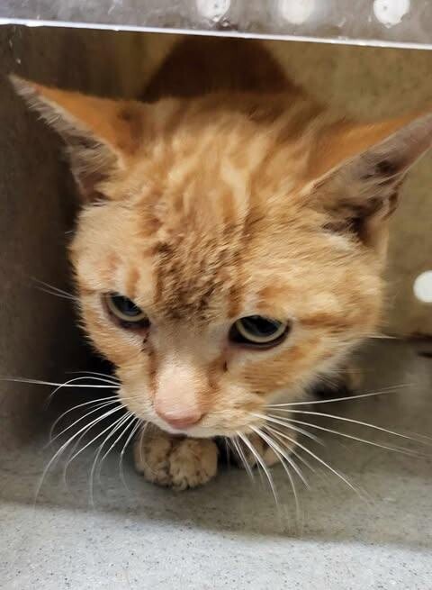 Picture of the Animal Listed